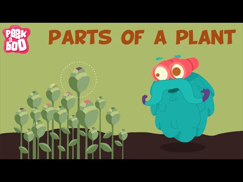 'Parts Of A Plant | The Dr. Binocs Show | Learn Series For Kids' on ViewPure