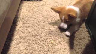 Corgi vs. Sour Lemon Candy