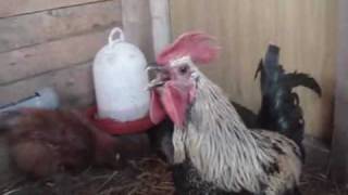 Death Metal Rooster