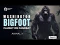 Part 2 Bigfoot Hunt Skookum - Animal X Classic