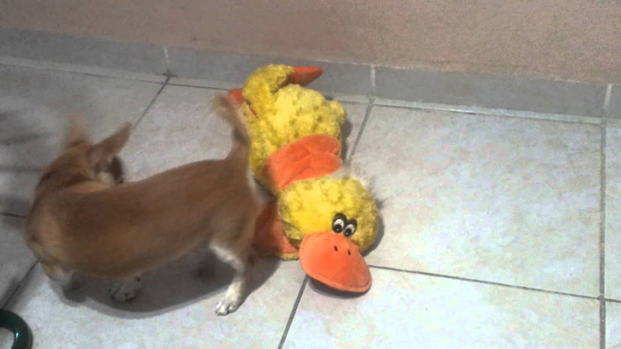 Dog humping a plush toy - YouTube