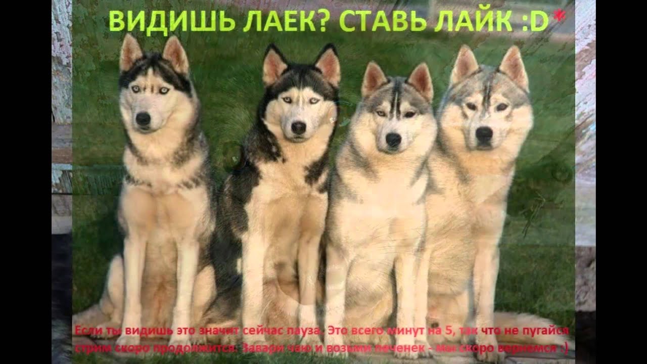 Как на аву поставить фото которое уже было с лайками Как на аву поставить фото которое уже было с лайками