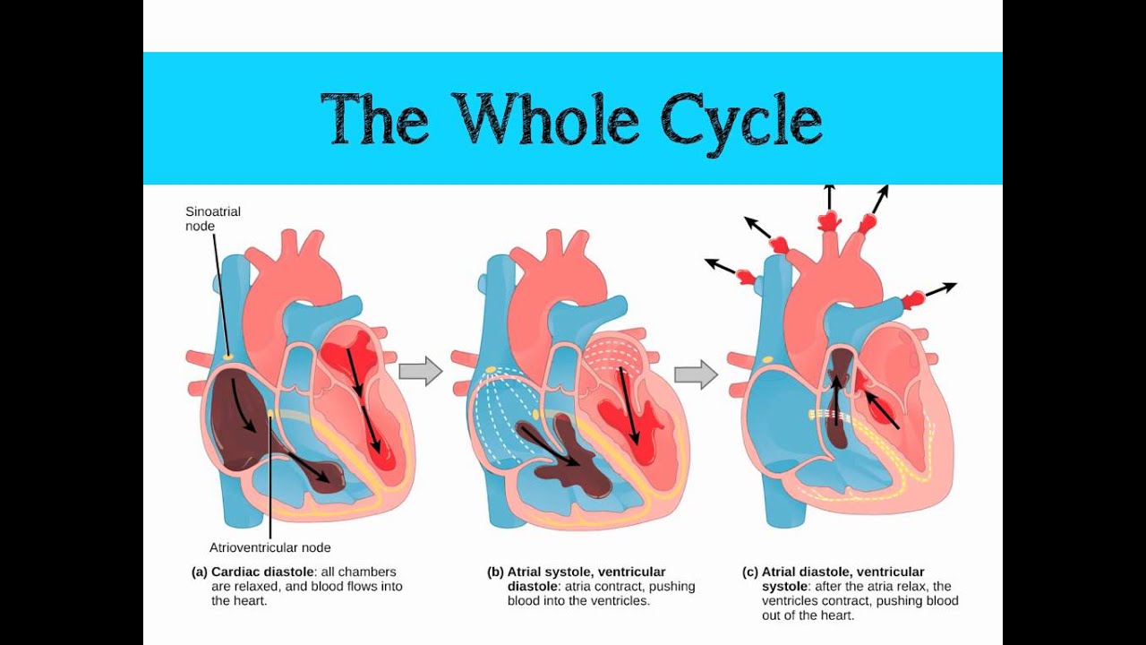 The Mammalian Heart & Cardiac Cycle - YouTube