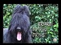 ράτσα σκύλου: Briard