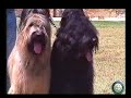 ράτσα σκύλου: Briard