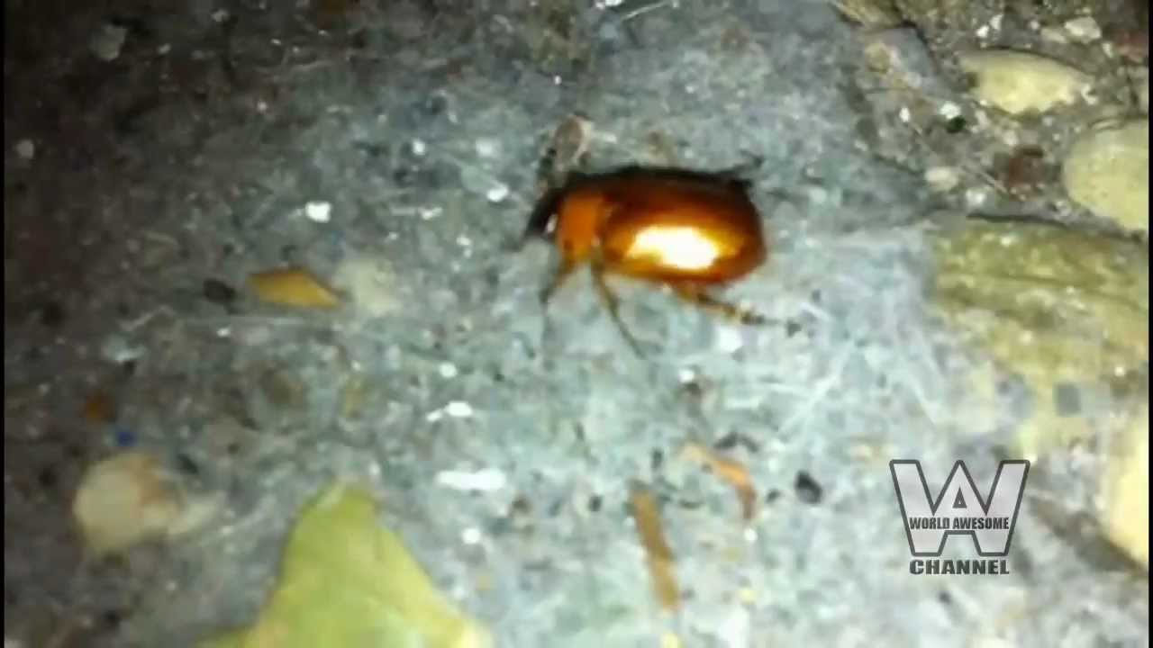 June Bugs Come Out at Night YouTube
