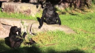 SF Zoo Infant Gorilla Makes Her Debut