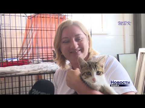 Международный день кошек: как живут мурлыки в бердском приюте для бездомных животных? Международный день кошек: как живут мурлыки в бердском приюте для бездомных животных?