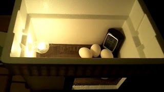 DIY $20 Egg Incubator - How To Make An Egg Incubator, CHEAP and EASY 