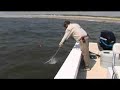 Speckled Sea Trout
