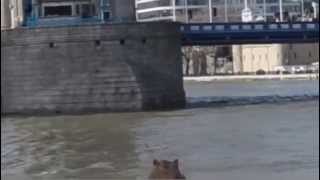 Hippo in the Thames