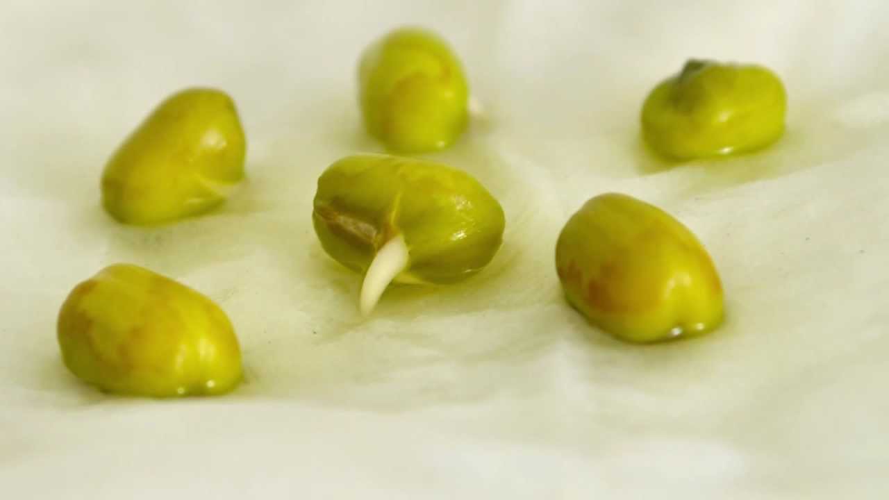 [Time-Lapse] Mung Bean Germination - YouTube