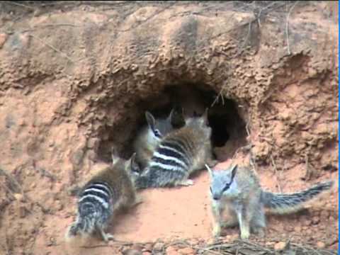 Numbat young YouTube