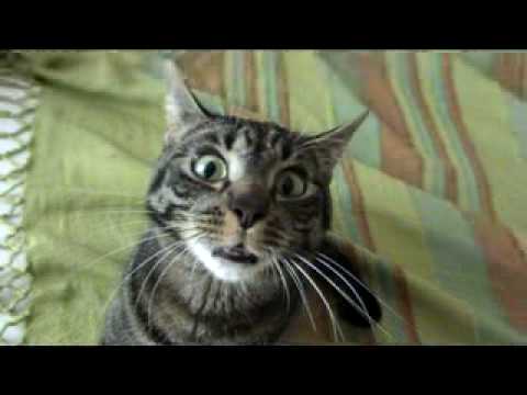 Psycho cat - YouTube