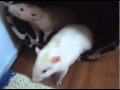 miniature