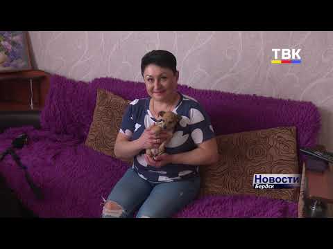 В Агролесе неизвестный расстрелял домашнюю неагрессивную собаку