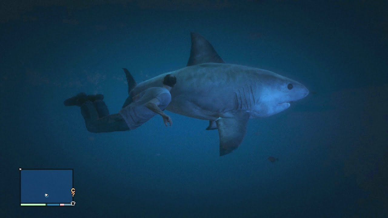 shark evolution cheat codes