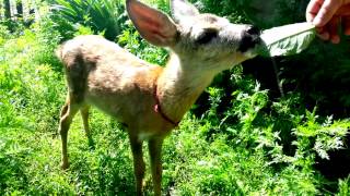 Orphaned Baby Deer Rescued