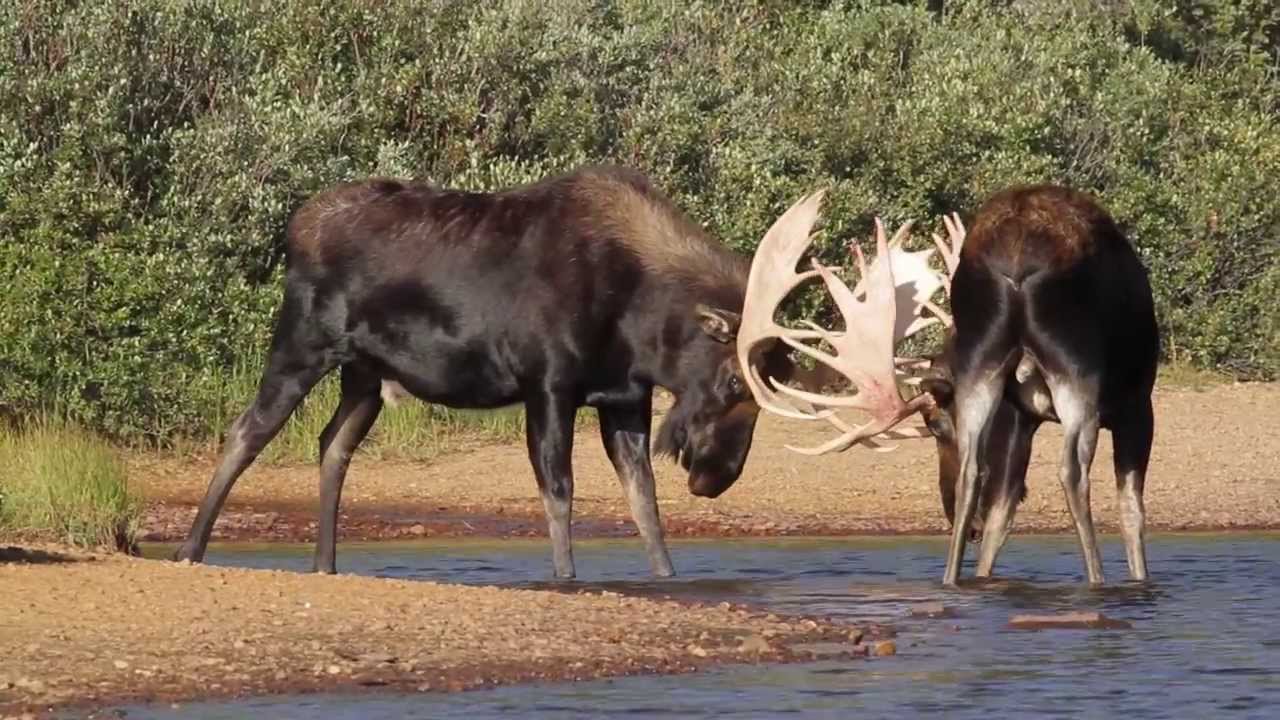 BIG BULL MOOSE RUT / FIGHTING 2013 HD YouTube