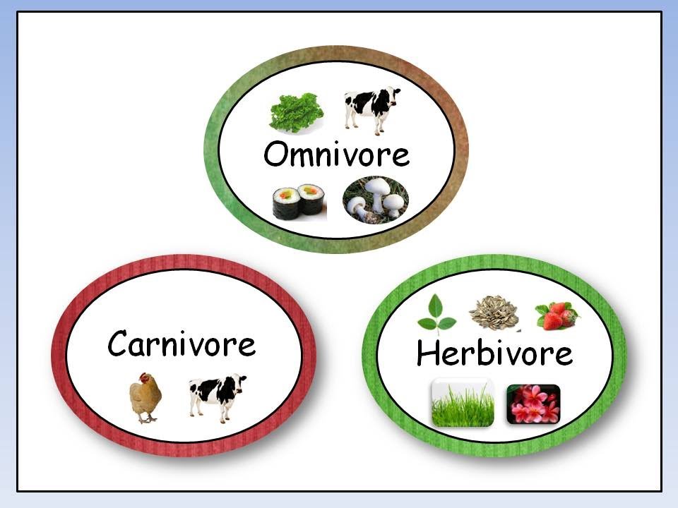 Omnivore, Carnivore, Herbivore - YouTube