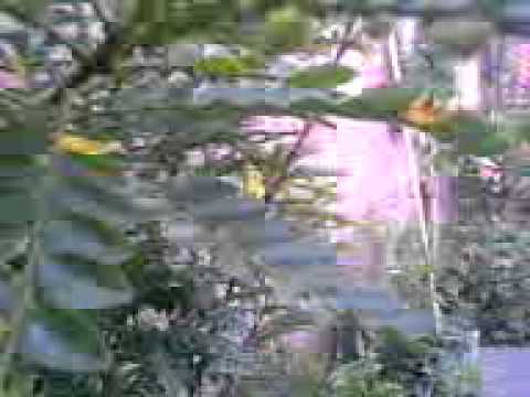 kepergok mesum di kebun - YouTube