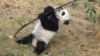 Panda baby playing with bamboo January 2014 at Chengdu  大熊猫 パンダ　成都