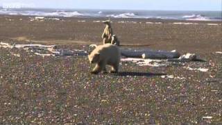 Close Encounter with a Wild Baby Polar Bear Close Encounter with a Wild Baby Polar Bear