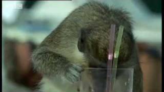 Drunk Monkeys of the Caribbean Drunk Monkeys of the Caribbean