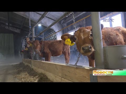 Фермер из Искитимского района построила современный коровник