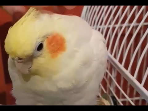 Cute & Funny Birds COMPILATION #1 | December 2019 | Mr. Peep