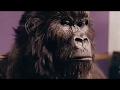 Cadbury Gorilla goes ape on set!