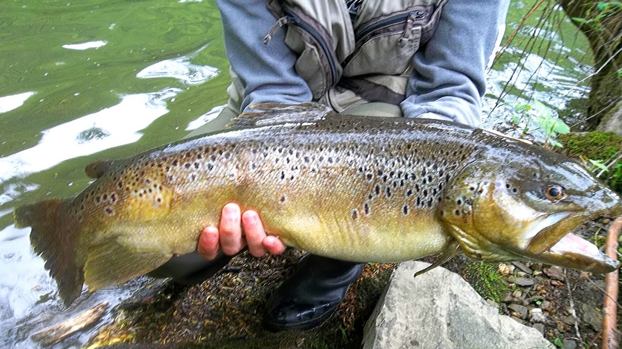2 énormes truites fario 49cm et 65cm / large trout YouTube
