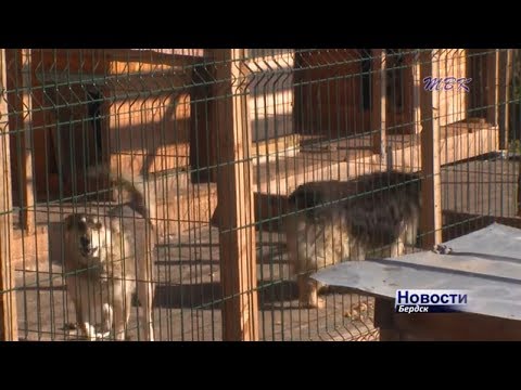 На отлов и содержание бродячих собак поступили деньги в бюджет Бердска
