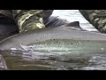 Gaspe Atlantic Salmon Fly fishing/Peche saumon Atlantique