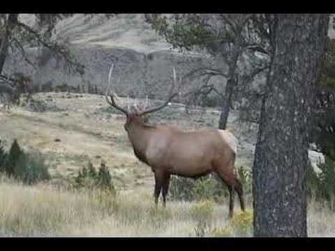 elk bugle mp3 image search results