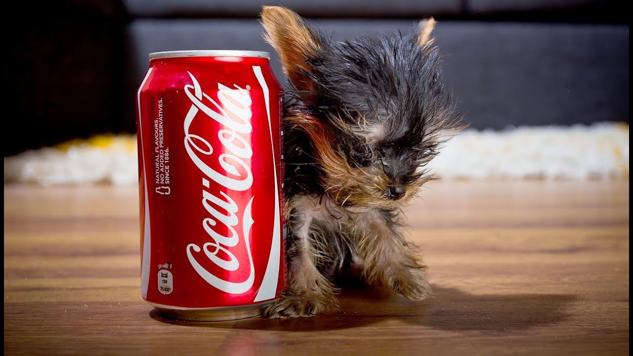 The World's Smallest Dog: Tiny Dog Terrier - YouTube