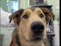 Cani e parassiti Cani e parassiti