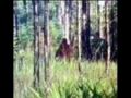 Bigfoot - Myth or Fact?