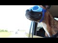 What if Boxers Ran the World? BROCK THE BOXER Dog