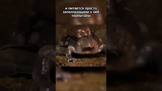 Самая нелепая ЛЯГУШКА #shorts #шортс