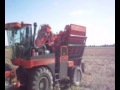Moisson de maïs semences avec une Bourgoin B140