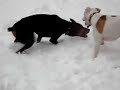 Doberman Vs Pitbull