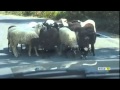 Умные жиотные, бараны и овцы группируются против автомобиля