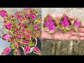 How to grow Solenostemon from colorful leaves