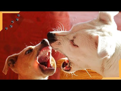 Dog Barking Compilation 2020 | Best dogs barking sounds! All types of Barks!