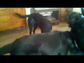 6 Labbies a playing