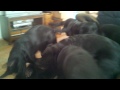 6 Labbies a playing