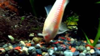 albino corydoras catfish