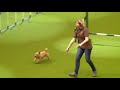 Agility - Kennel Club Novice Cup - Agility - Crufts 2013