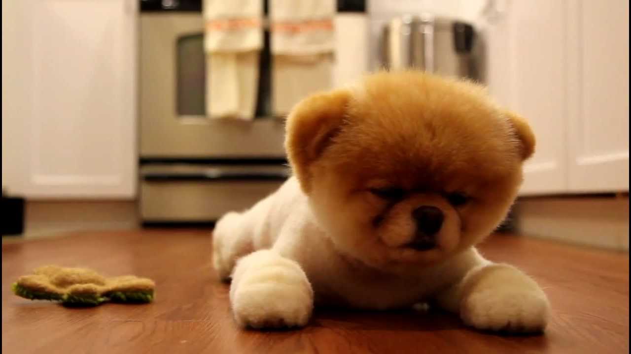 Boo der süßeste Hund der Welt ist müde YouTube